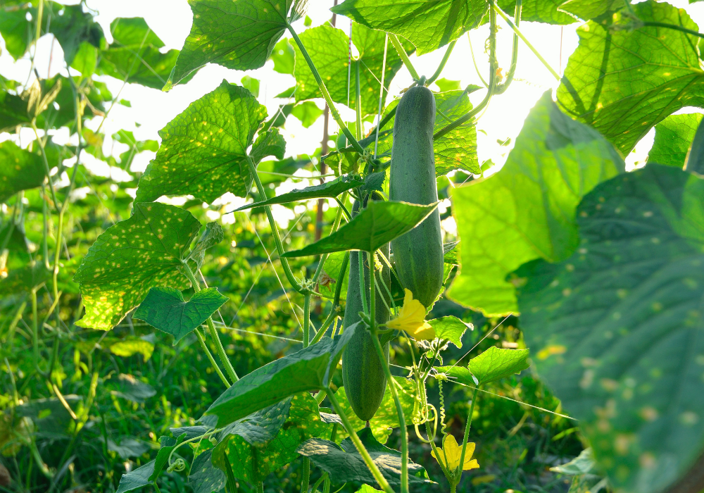 Care este cea mai buna perioada pentru cultivarea castravetilor in solar?