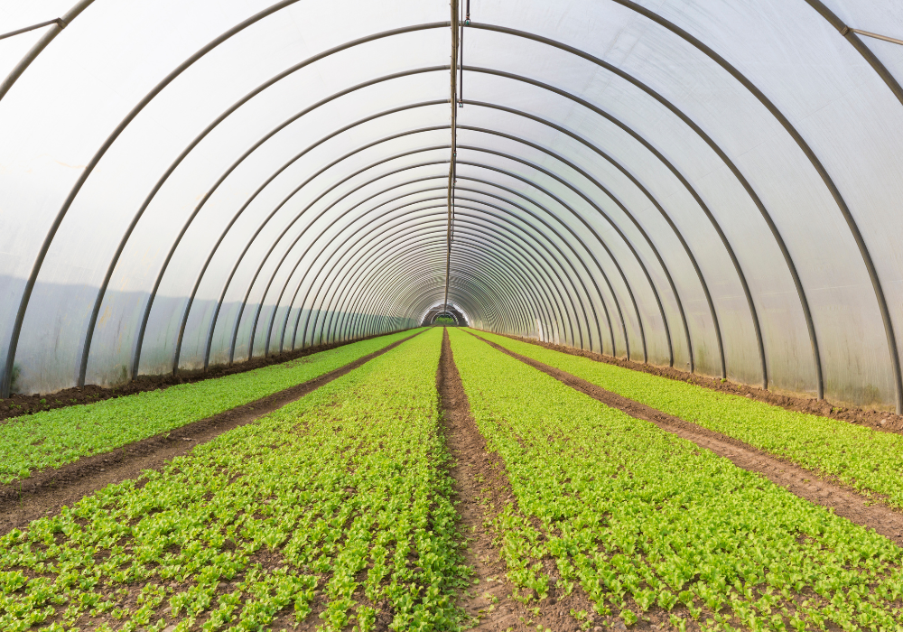 Totul despre folia de polietilena: avantaje si utilizari