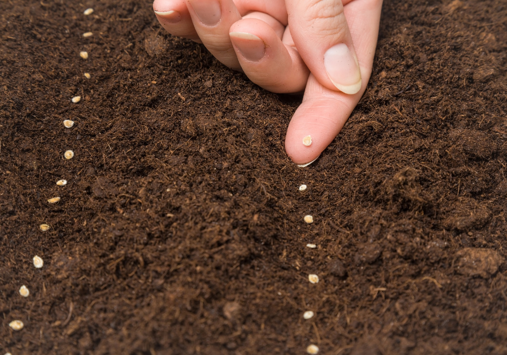 Semintele de rosii si rotatia culturilor: Cum sa iti optimizezi gradina