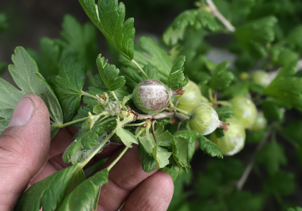 Cum sa previi rezistenta la fungicide in culturile agricole?