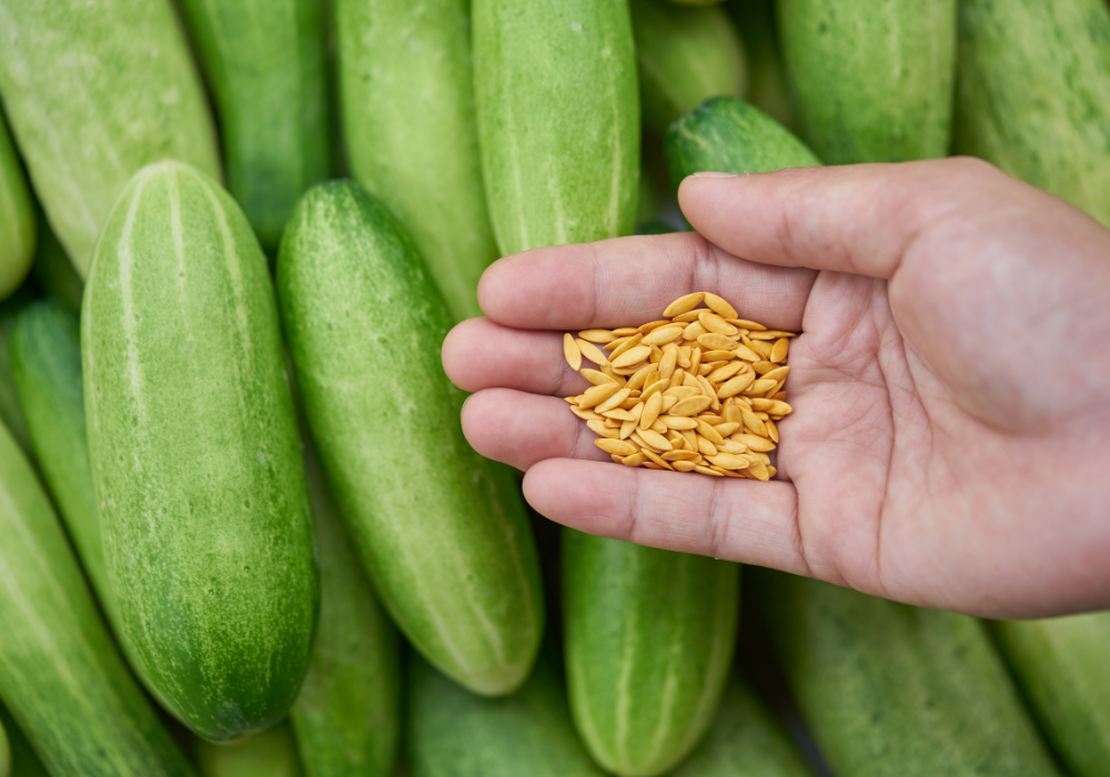 Cand si cum sa plantezi semintele de castraveti pentru cele mai bune recolte?