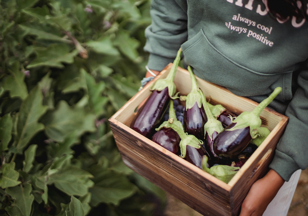 Vinetele din gradina proprie: Un dar al naturii pentru sanatatea ta