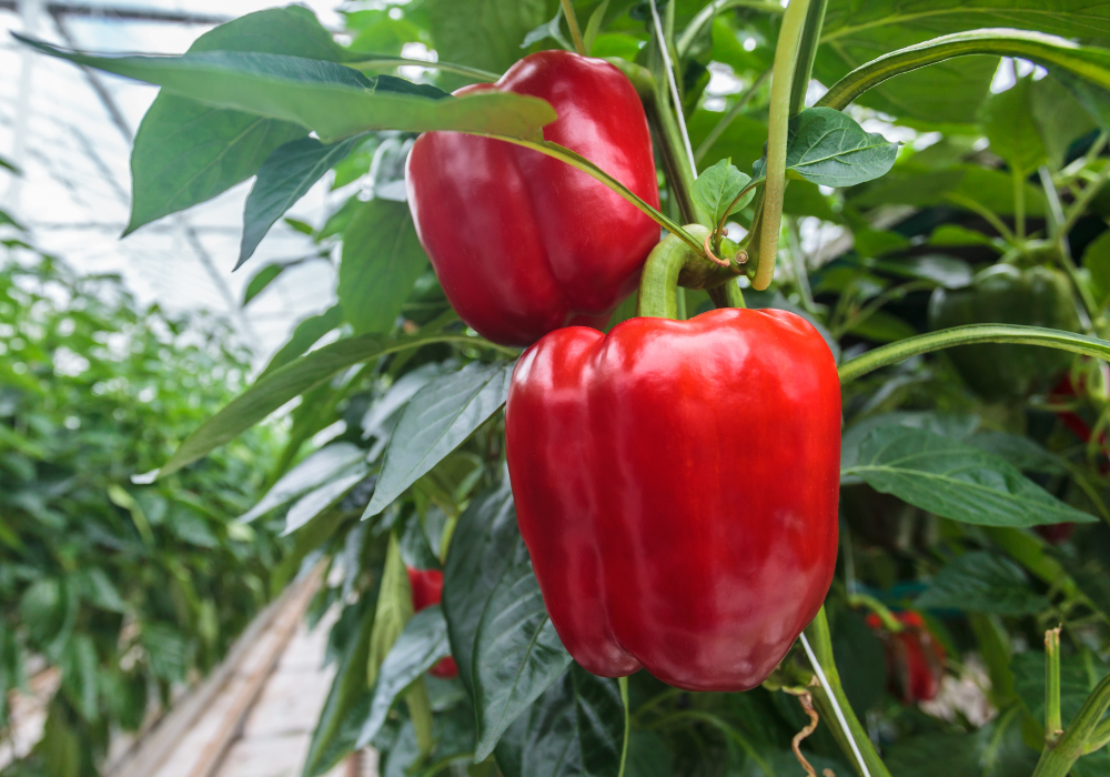 Secretele unei gradini pline de ardei gogosari sanatosi si gustosi